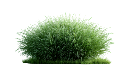 Green ornamental grass plant isolated on white background, cut out transparent