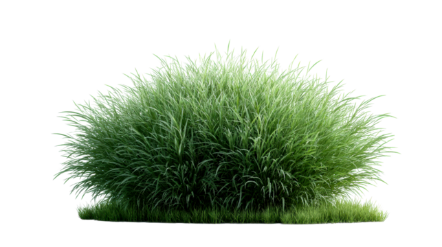 Green ornamental grass plant isolated on white background, cut out transparent