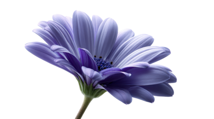Closeup of a single purple daisy flower, cut out transparent