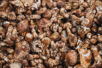Wild Tricholoma matsutake mushroom in China
