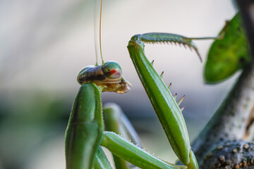逞しい二の腕のカマキリ
