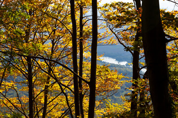 Autumn beech leaves on a bright day