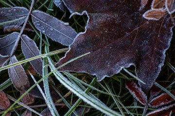 Close-up of a pile of leaves covered with frost. The leaves are brown and the frost is white. This image exudes gloom and serenity.