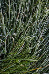 Field of grass covered in frost. The grass is tall and the frost is covering it. The image has a cold and wintry mood.
