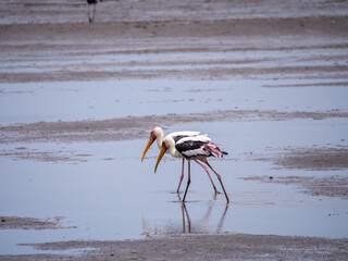 Painted Storks Wading in a Marsh