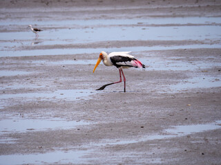 Painted Stork Foraging in Mud
