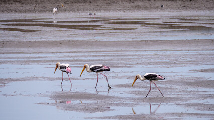 Painted Storks on Thai Salt Flats