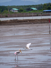 Painted Stork and Egret on a Thai Salt Flat