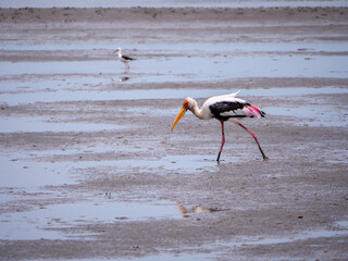 Painted Stork Foraging in Mud