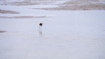 A Solitary Stilt in the Shallows