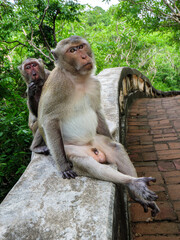Monkeys Relaxing on a Ledge
