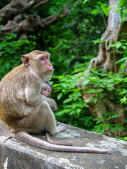 Mother and Baby Macaque
