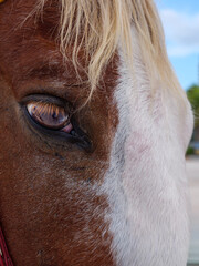 The Soulful Equine Gaze