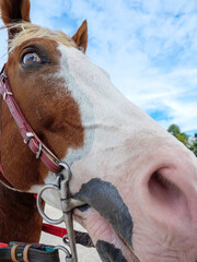 Nosey Horse Wide Angle Portrait