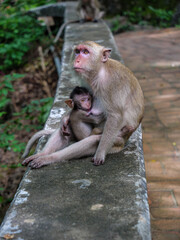 Mother and Baby Macaque