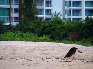 Beach Dog Digging for Treasure