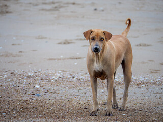 Alert Stray Dog on Sandy Beach