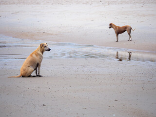 Two Loyal Dogs Resting on the Wide Beach