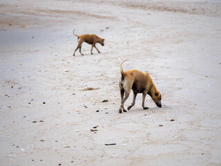 Two Stray Dogs Foraging on Light Sand