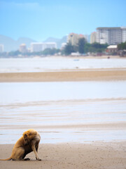 Dog Grooming on a Busy Resort Beach