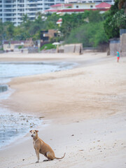 Stray Dog Sits on Tranquil Thai Beach