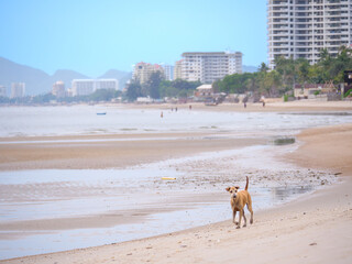 Coastal Dog Walking on the Wide Beach