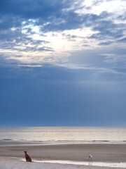 Two Dogs Under a Dramatic Cloudy Sunset Sky