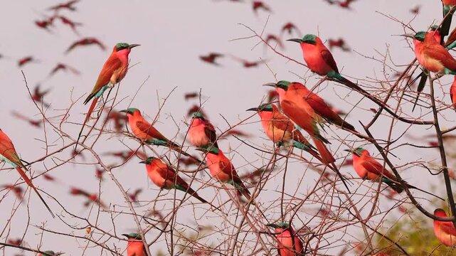carmine bee-eaters resting on a bush, in the background many flying birds 340