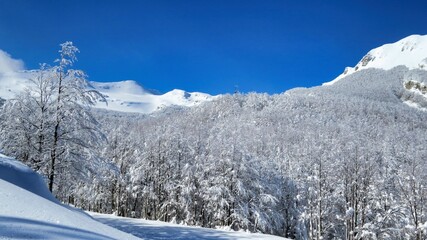 Fototapeta premium snowy meadows and woods climbing from Prato Spilla to Mount Bocco on the Parma Apennines