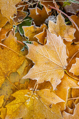 Close-up of pile of yellow maple leaves covered with frost. leaves are arranged in such a way that it looks like they are falling from a tree. concept of autumn and the beauty of nature.