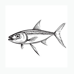 fish isolated on white background