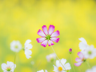 一面の黄色いコスモスを背景に、鮮やかに目立っているかわいいピンクの縁取りのコスモス。自然風景。横構図