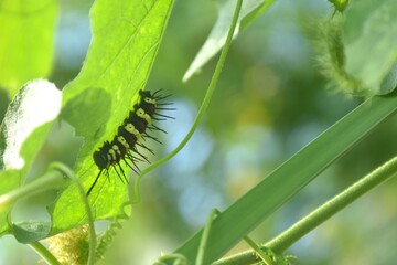 caterpillar hiding from sunlight and feeding on leaf in garden