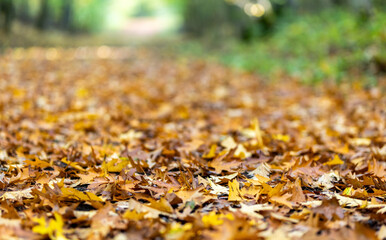 Heruntergefallende gelbe Bl&auml;tter von Buchen Ahorn und Eichen auf dem Waldboden.