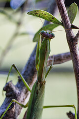 待ち伏せするカマキリ01