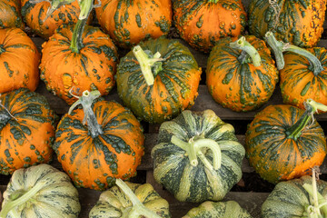 A harvest of pumpkins, squashes and Gourds
