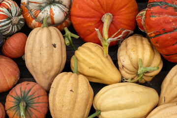 A harvest of pumpkins, squashes and Gourds

