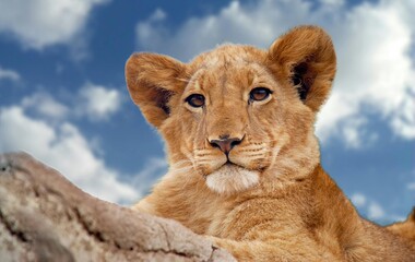 Cute Lion