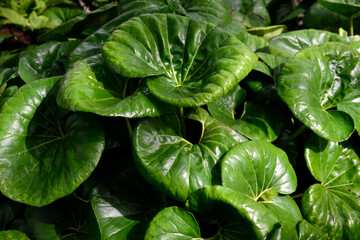 close up of a green plant