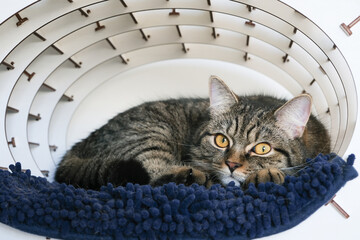 Tabby cat with striking yellow eyes is comfortably resting on a plush blue cushion inside a modern circular pet bed, showcasing a cozy and stylish feline environment © nikavera