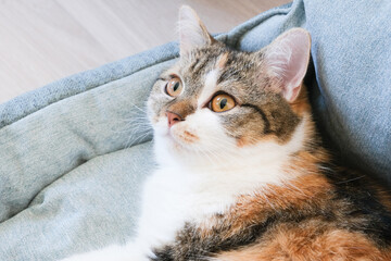 Domestic cat with calico fur lounging comfortably on a soft cushion, showcasing its playful expression and relaxed demeanor in a cozy indoor environment