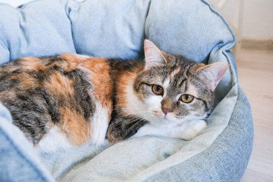Domestic cat with calico fur resting comfortably in a cozy pet bed, showcasing its relaxed demeanor and soft textures in a serene indoor environment
