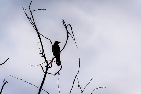 A silhouette of a rook perched on a bare tree branch against a cloudy, gray sky. The dramatic lighting emphasizes the bird's shape and the intricate pattern of the branches. - Powered by Adobe