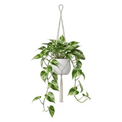 Hanging Pothos Plant in White Pot isolated on a transparent background
