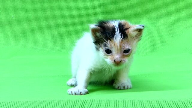 Portrait of a cute tricolor kitten meowing and looking at the camera in slow motion. Fluffy baby cat on green background. Adorable home pet video.