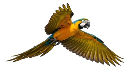 Blue and gold macaw flying with wings open, isolated on a white background, tropical bird.
