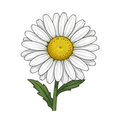 Daisy flower with green stem and leaves isolated on a transparent background