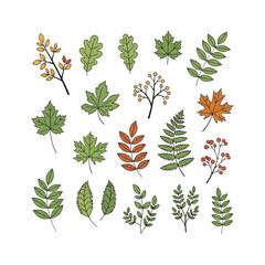 Assorted Autumn Leaves and Berries isolated on a transparent background