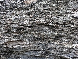 Close-Up Texture of Rough Tree Bark