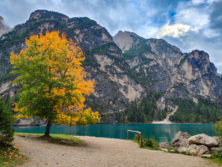 Peaceful and idyllic view of a tree turning into autumn colours. Lago di Braies mountain lake during the season change. Pragser Wildsee, Dolomites, Italy